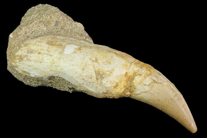Fossil Rooted Mosasaur Tooth On Rock - Morocco #117051